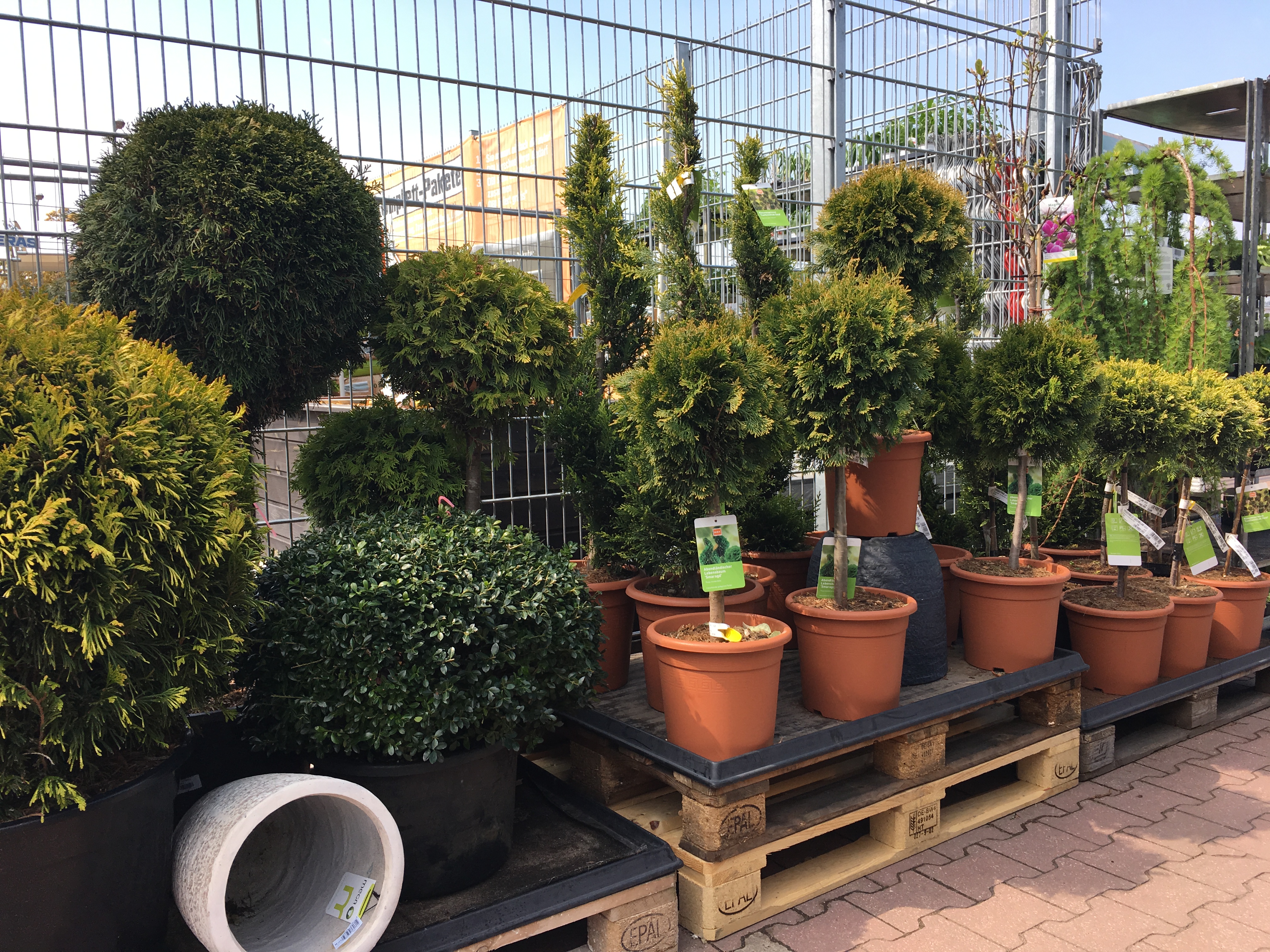 Eine Vielzahl von Balkonpflanzen & Terrassenpflanzen finden Sie in Ihrem OBI Garten-Center in Pößneck