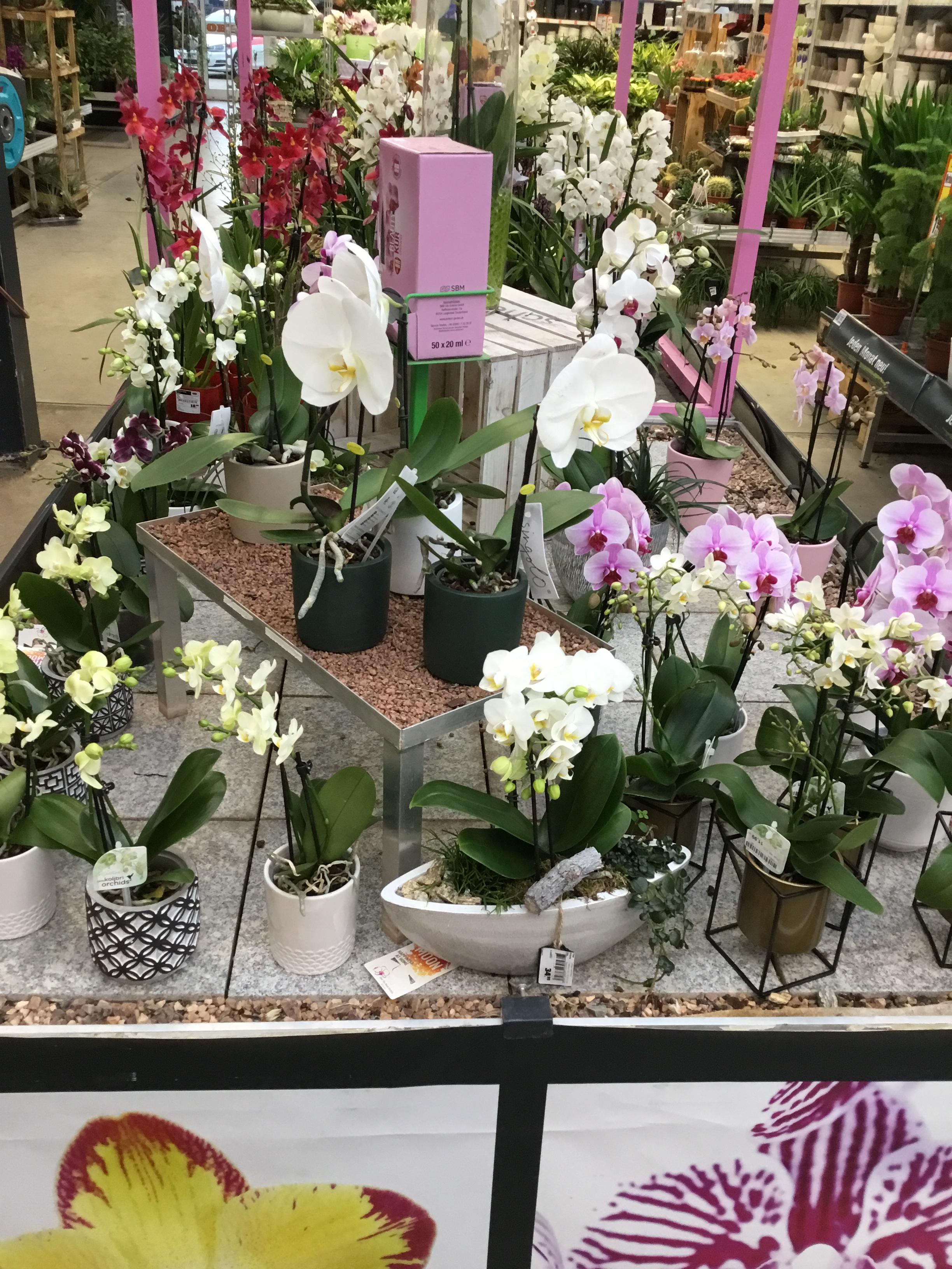 Orchideen Deko Frühjahr 2020