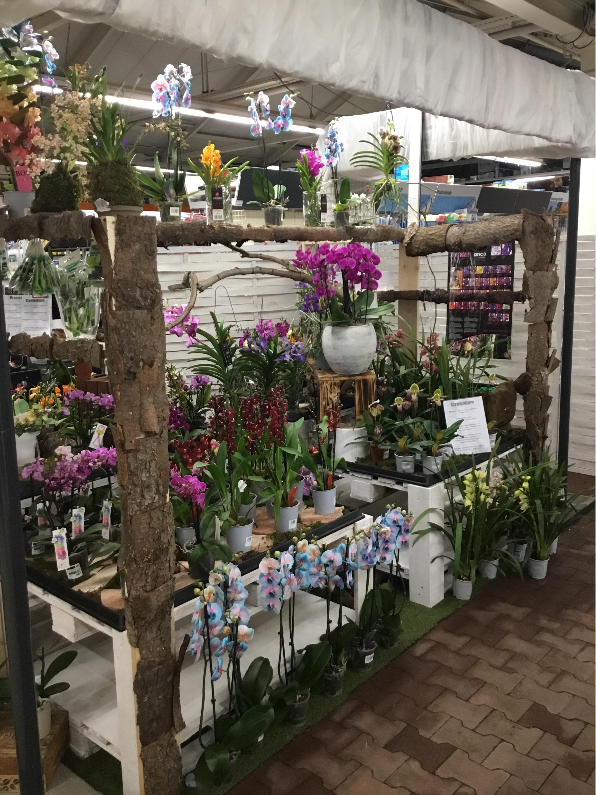 Orchideenfest 2019