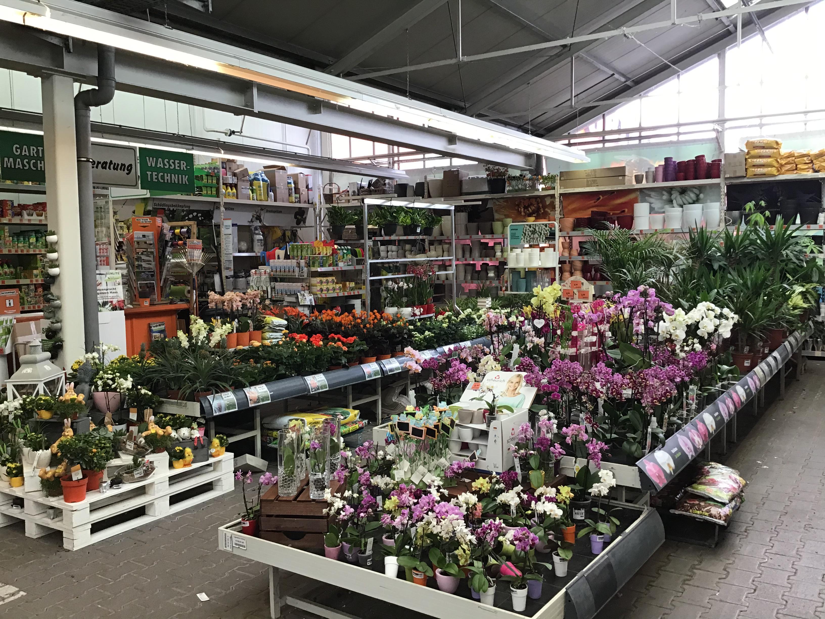 Zimmerpflanzen Obi-Markt April 2019