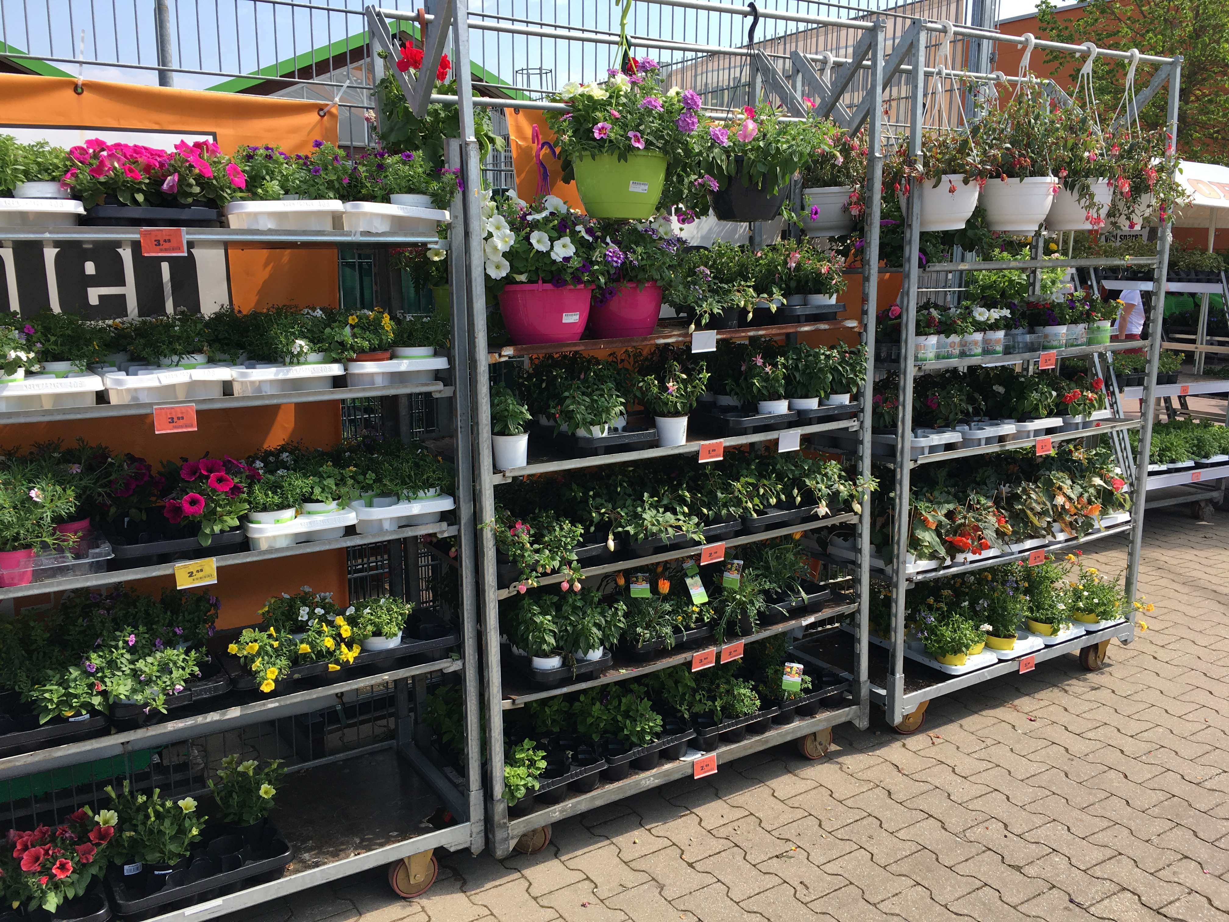 Eine Vielzahl von Balkonpflanzen & Terrassenpflanzen finden Sie in Ihrem OBI Markt Pößneck