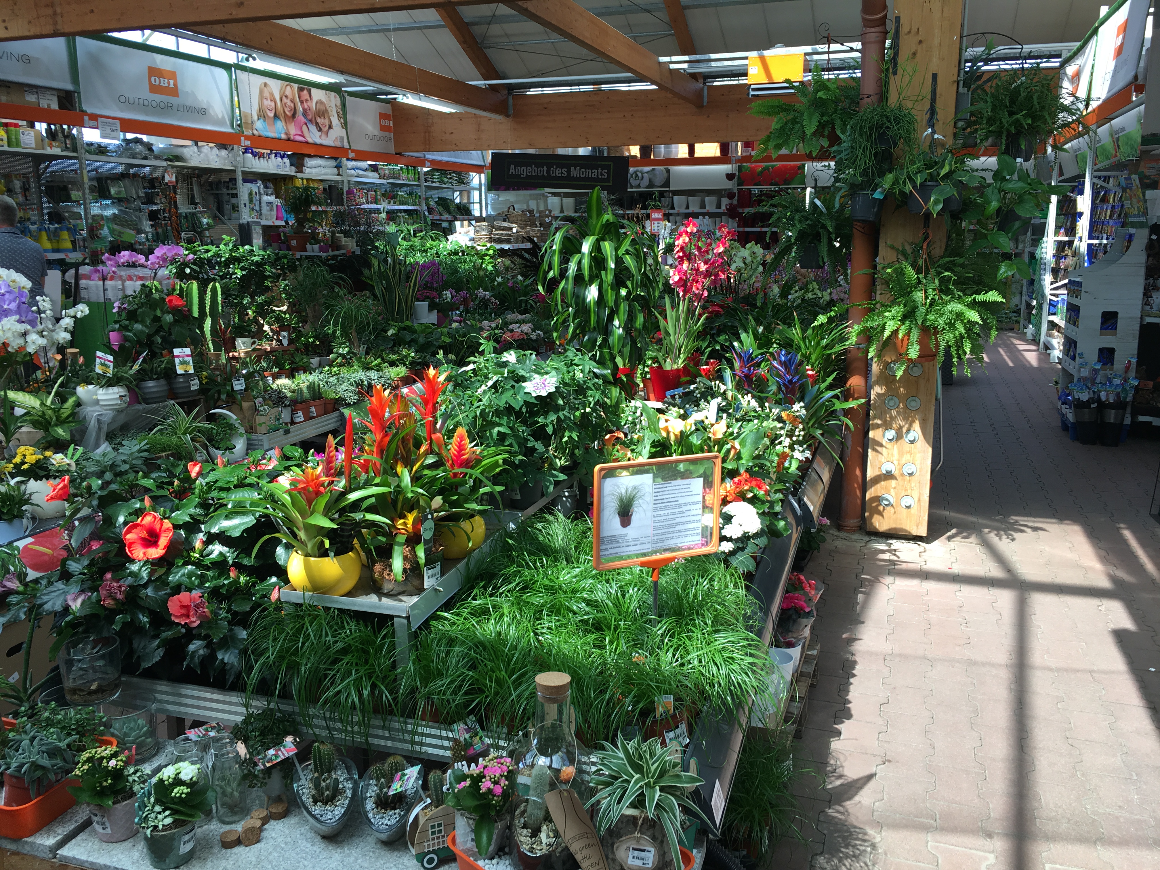 Große Vielfalt an Zimmerpflanzen. Jetzt im OBI Garten-Center Pößneck entdecken!