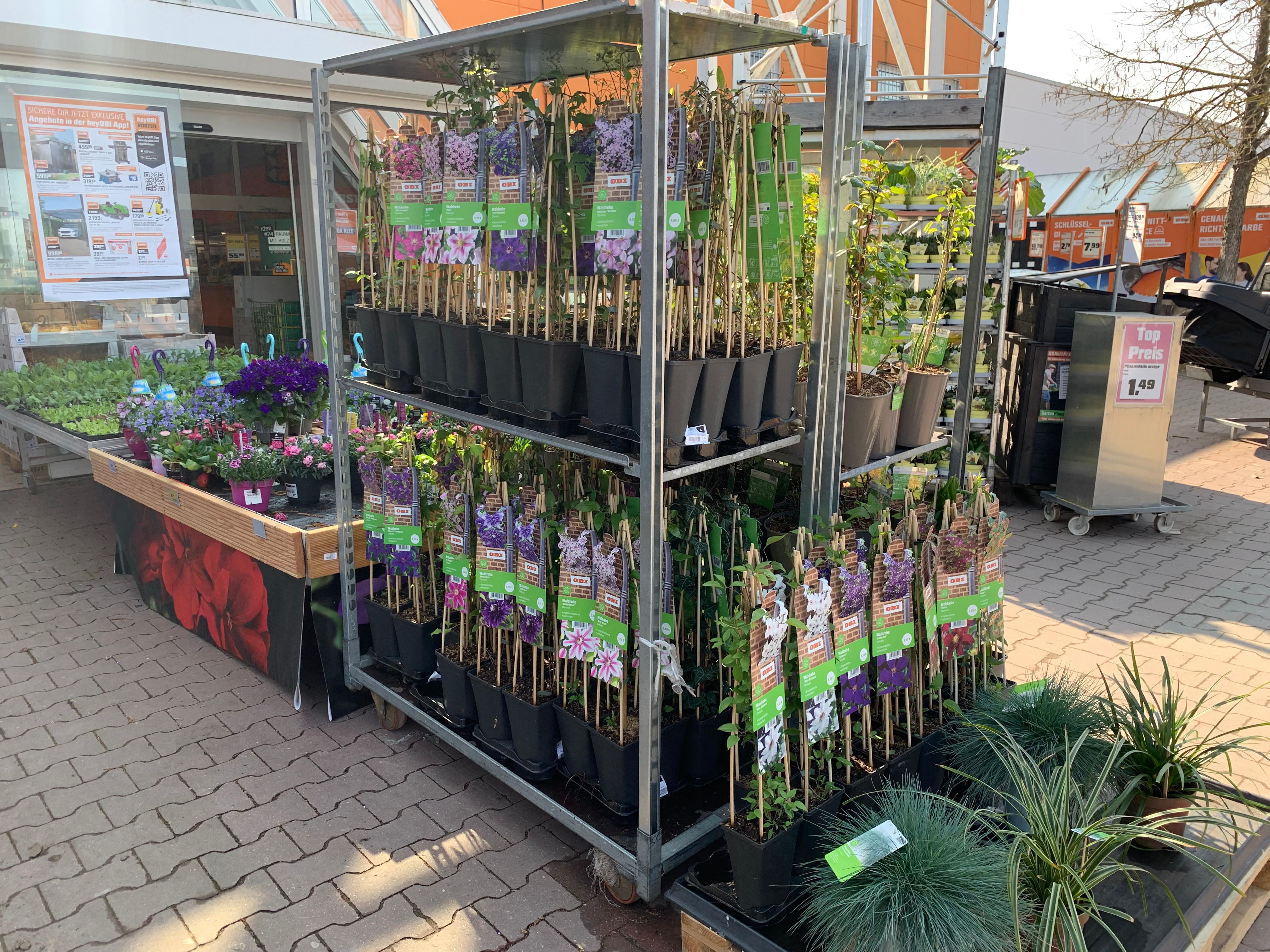 Eine Vielzahl von Balkonpflanzen & Terrassenpflanzen finden Sie in Ihrem OBI Markt Pößneck