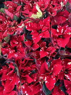 Images OBI Łódź Rokicińska