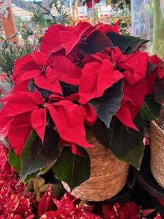 Images OBI Łódź Rokicińska