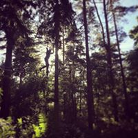 Gallery thumbnail