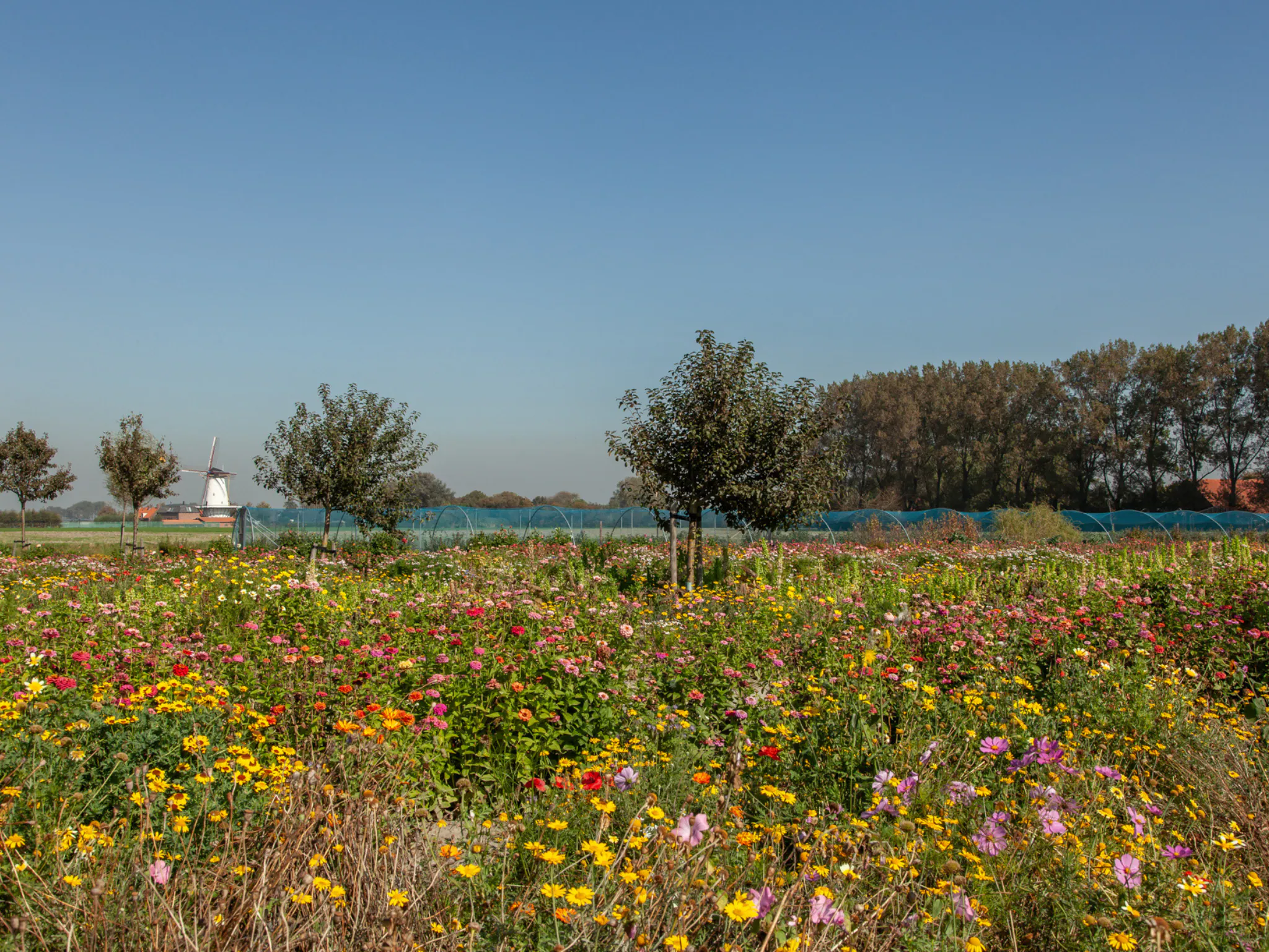 Foto's Sfeervolle studio met tuin - Belvilla by Oyo