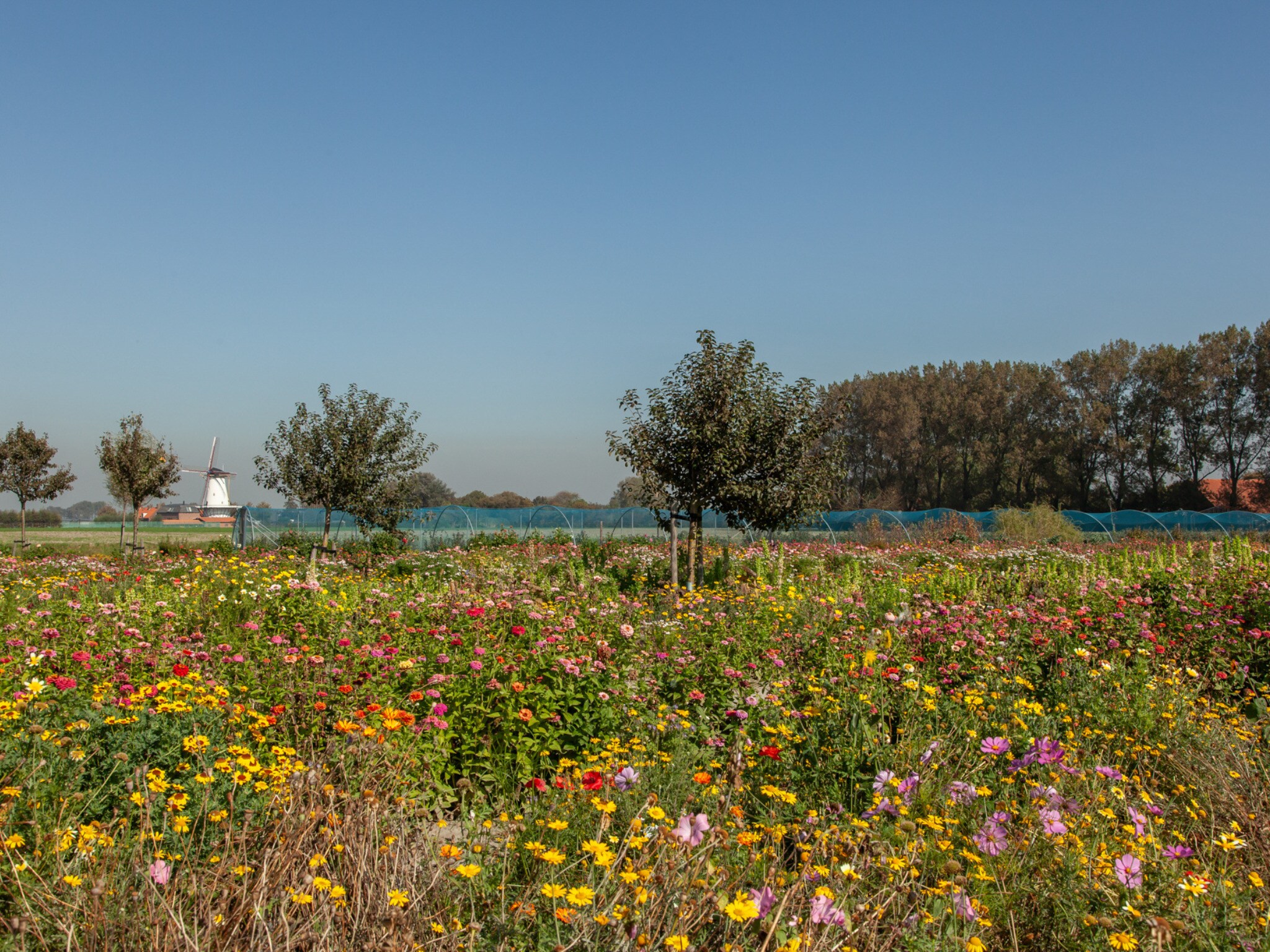 Foto's Romantische studio met tuin - Belvilla by Oyo