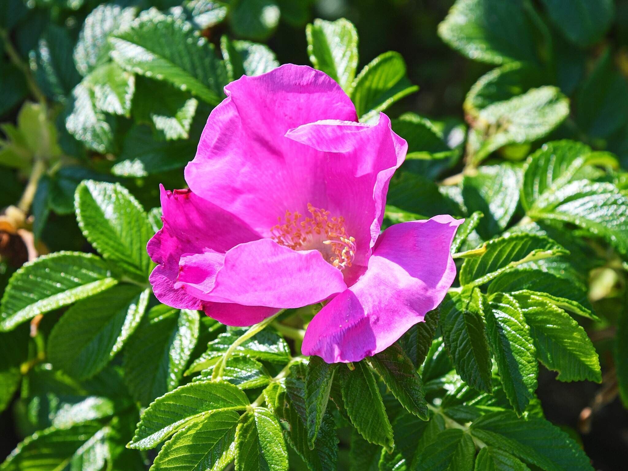 Images 6 person feriebolig i Thyholm- Dancenter