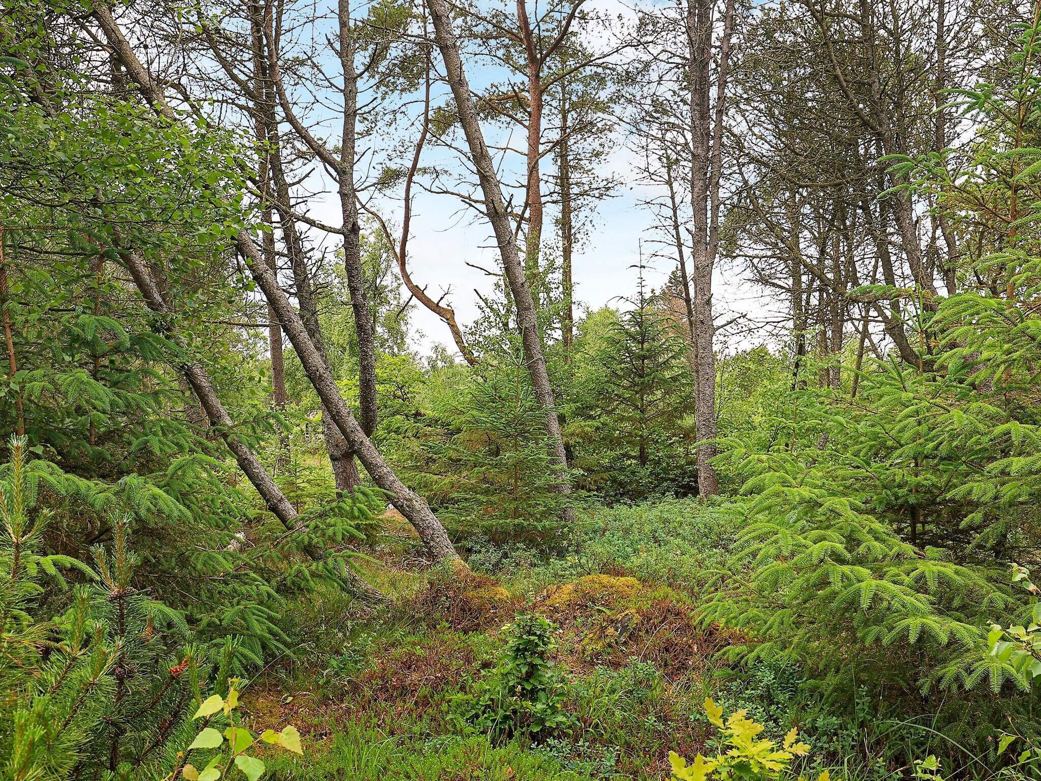 Images 5 person feriebolig i Ã…lbÃ¦k- Dancenter