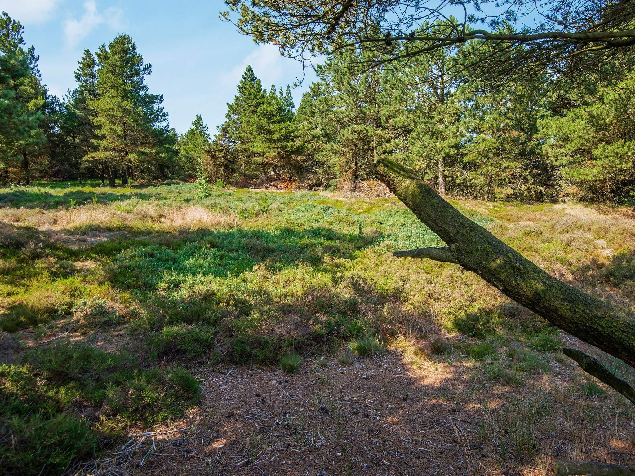 Images 6 person feriebolig i RÃ¸mÃ¸- Dancenter